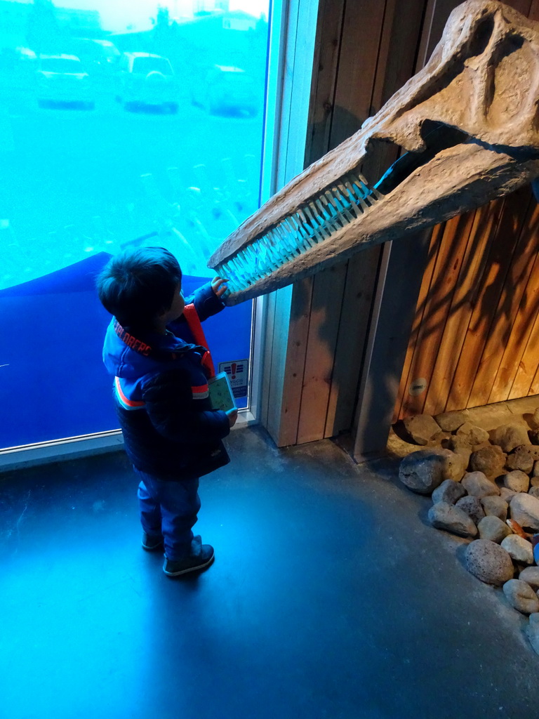 Max with a skull of a Whale in the lobby of the Whales of Iceland exhibition