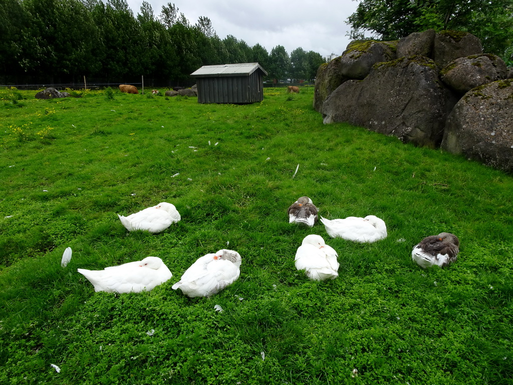 Geese at the Húsdýragarðurinn zoo