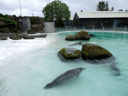 Harbor Seals at the Húsdýragarðurinn zoo