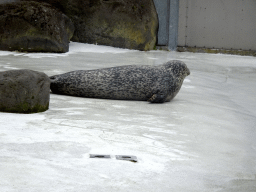 Harbor Seal at the Húsdýragarðurinn zoo