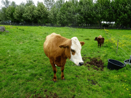 Cows at the Húsdýragarðurinn zoo