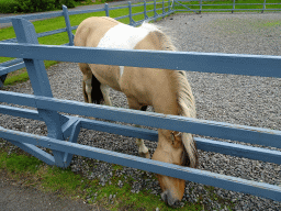 Horse at the Húsdýragarðurinn zoo