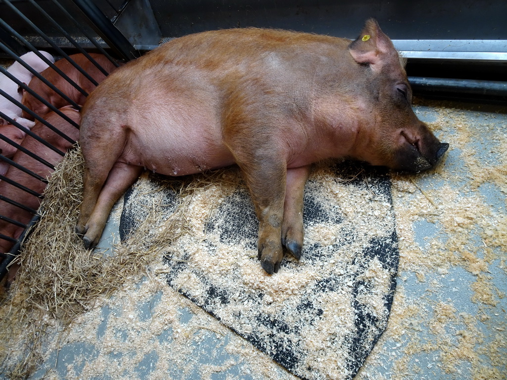 Pigs at the Húsdýragarðurinn zoo