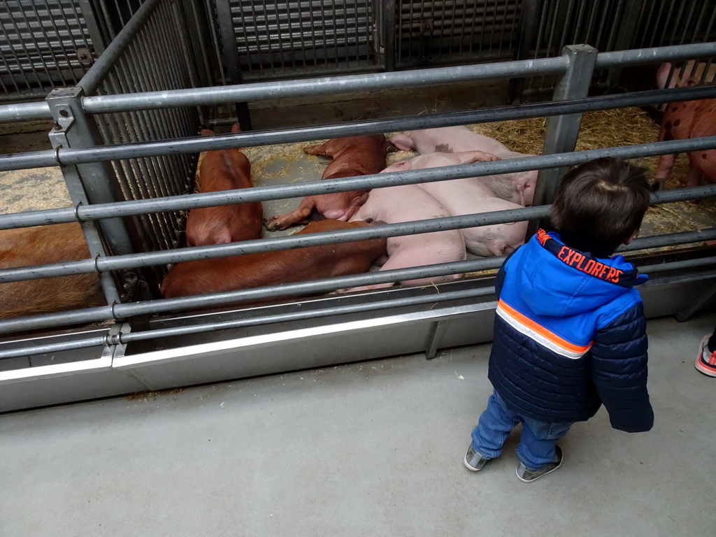 Max and Pigs at the Húsdýragarðurinn zoo