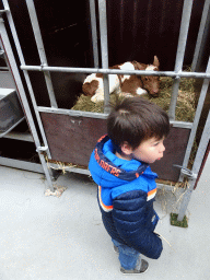 Max and Cow at the Húsdýragarðurinn zoo