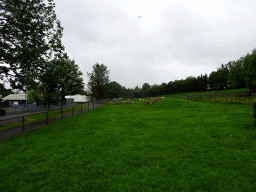 Grassland at the Húsdýragarðurinn zoo