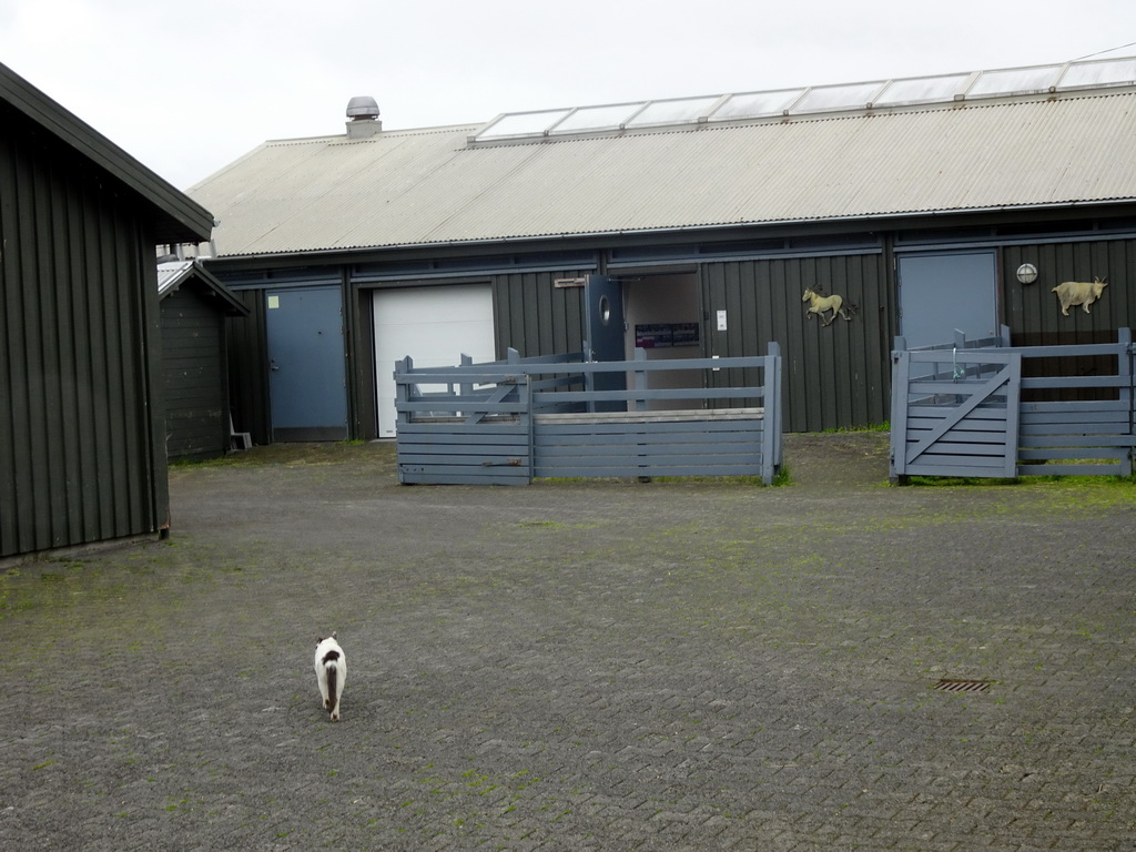 Cat at the Húsdýragarðurinn zoo