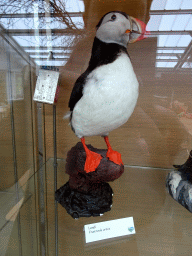 Stuffed Atlantic Puffin at the Main Building of the Húsdýragarðurinn zoo, with explanation