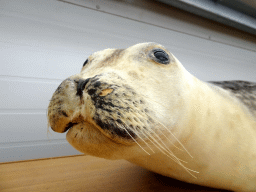 Stuffed Seal at the Main Building of the Húsdýragarðurinn zoo