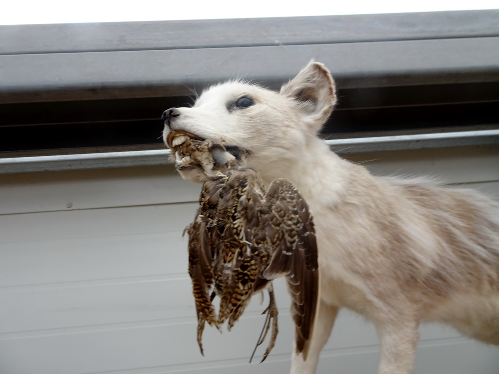 Stuffed Arctic Fox and bird at the Main Building of the Húsdýragarðurinn zoo