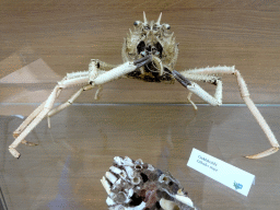Stuffed King Crab at the Main Building of the Húsdýragarðurinn zoo, with explanation