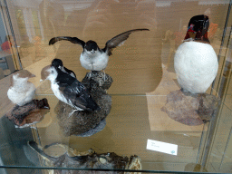 Stuffed Razorbills at the Main Building of the Húsdýragarðurinn zoo, with explanation