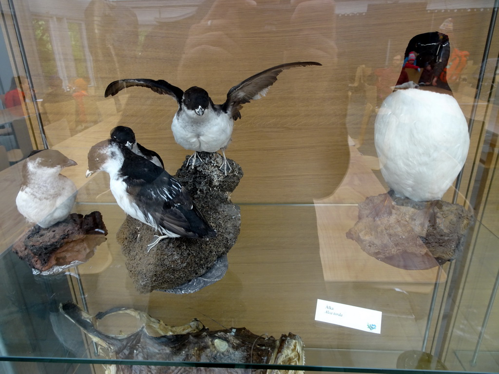 Stuffed Razorbills at the Main Building of the Húsdýragarðurinn zoo, with explanation