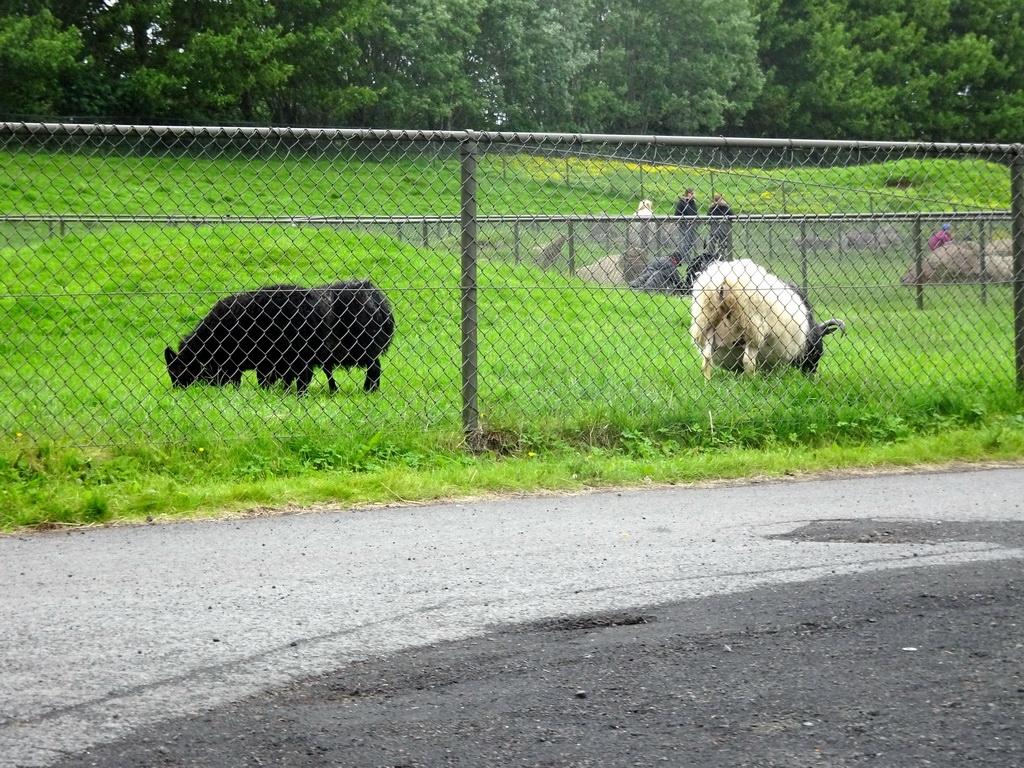 Sheep at the Húsdýragarðurinn zoo, viewed from the train