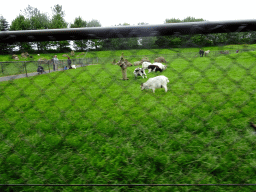 Sheep and horses at the Húsdýragarðurinn zoo, viewed from the train