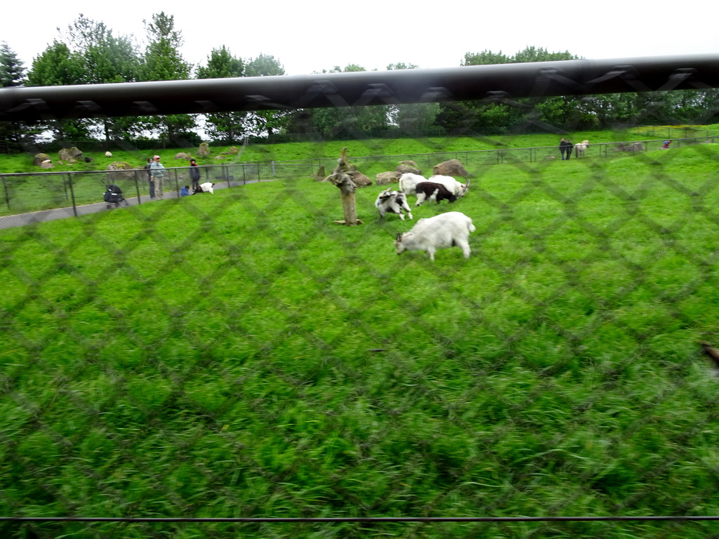 Sheep and horses at the Húsdýragarðurinn zoo, viewed from the train