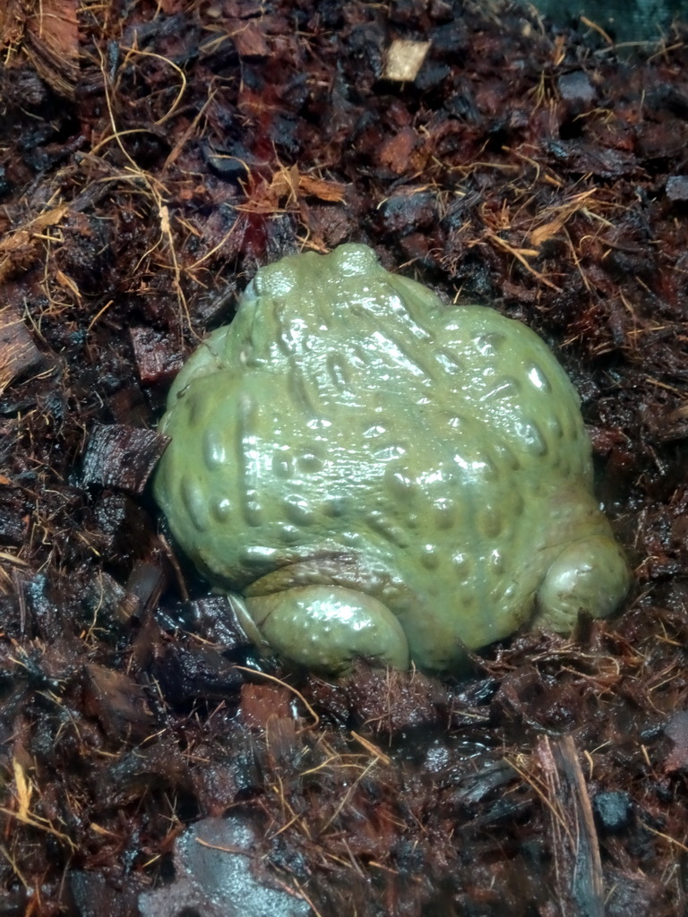 African Bullfrog at the Reptile House at the Húsdýragarðurinn zoo