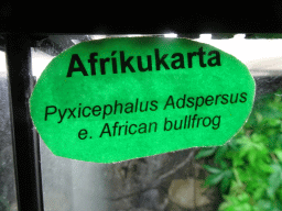Explanation on the African Bullfrog at the Reptile House at the Húsdýragarðurinn zoo