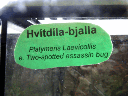 Explanation on the Two-Spotted Assassin Bug at the Reptile House at the Húsdýragarðurinn zoo