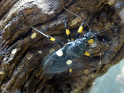 Two-Spotted Assassin Bug at the Reptile House at the Húsdýragarðurinn zoo