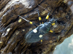 reykjavik_2_409 - 324 kb - 1024x768 - Two-Spotted Assassin Bug at the Reptile House at the Húsdýragarðurinn zoo Two-Spotted Assassin Bug at the Reptile House at the Húsdýragarðurinn zoo