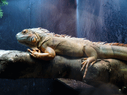 Iguana at the Reptile House at the Húsdýragarðurinn zoo