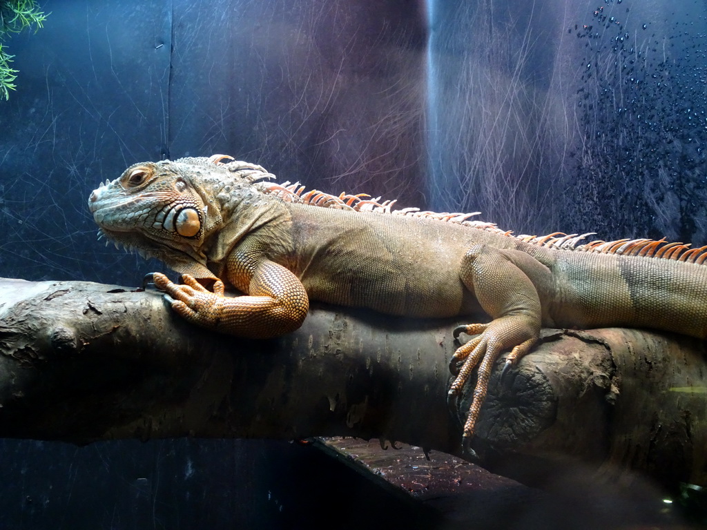 Iguana at the Reptile House at the Húsdýragarðurinn zoo