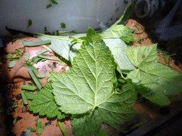 Leaves with insects at the Reptile House at the Húsdýragarðurinn zoo