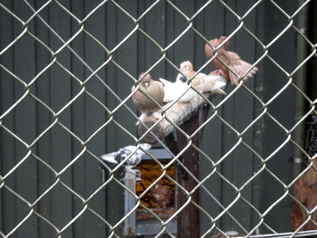 Pigeons at the Bird House at the Húsdýragarðurinn zoo