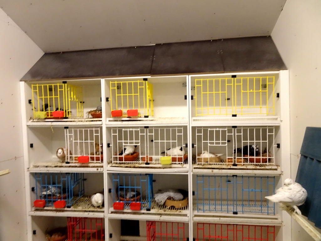 Guinea Pigs and bird at the Húsdýragarðurinn zoo