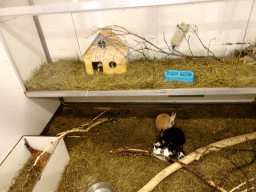 Rabbits and bird at the Húsdýragarðurinn zoo