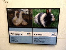 Explanation on Peking Ducks and Rabbits at the Húsdýragarðurinn zoo