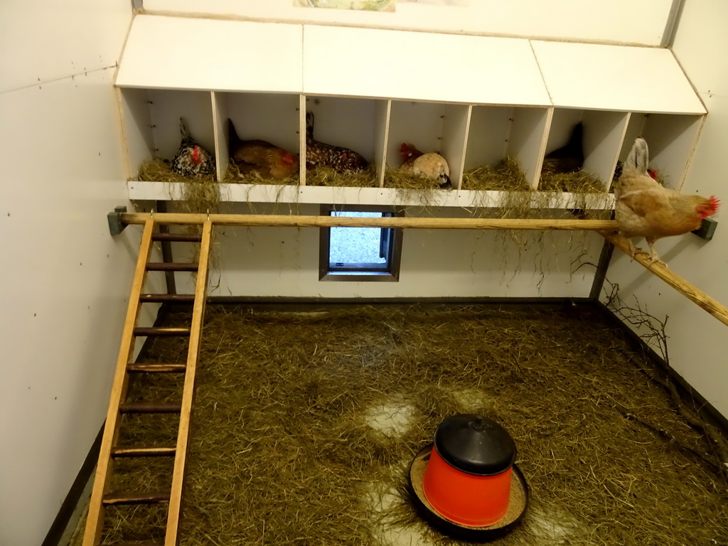 Chickens at the Húsdýragarðurinn zoo