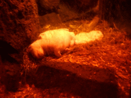 Young Minks at the Húsdýragarðurinn zoo