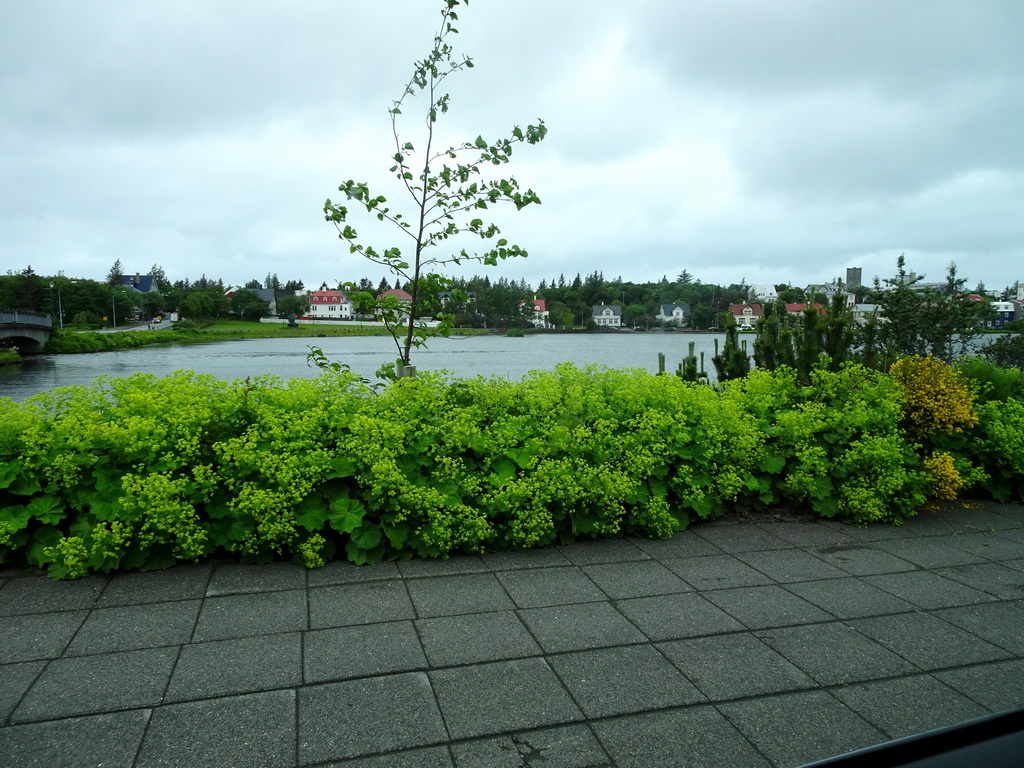The Tjörnin lake, viewed from the rental car on the Fríkirkjuvegur street
