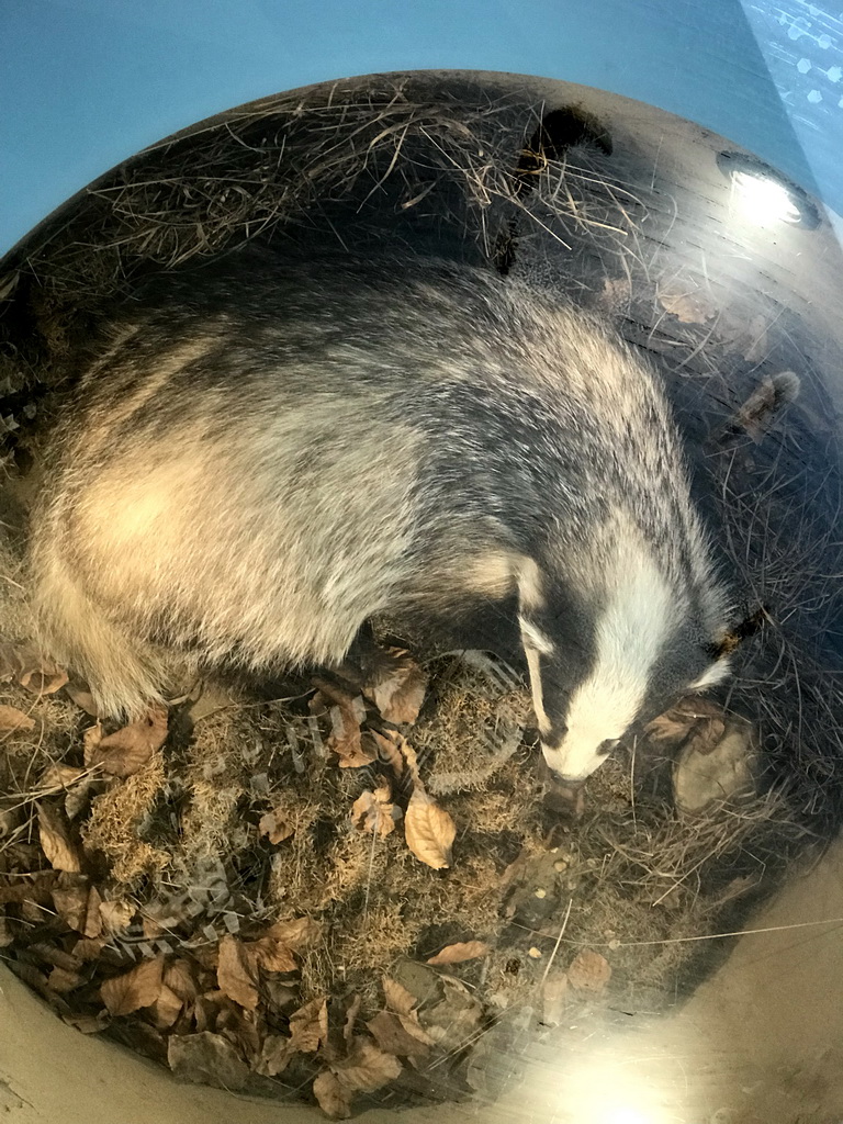 Stuffed Badger at the Visitor Center Veluwezoom