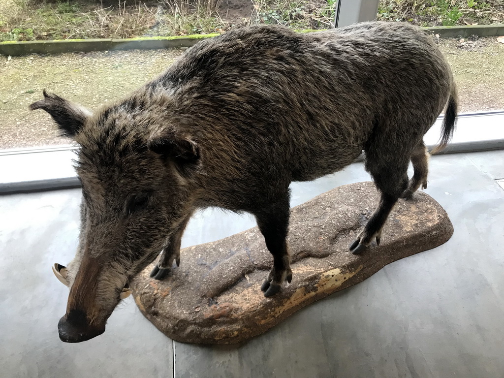 Stuffed Wild Boar at the Visitor Center Veluwezoom