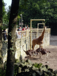 Rothschild`s Giraffe and Ostriches at the Ouwehands Dierenpark zoo