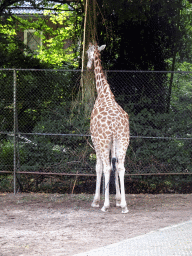 Rothschild`s Giraffe at the Ouwehands Dierenpark zoo