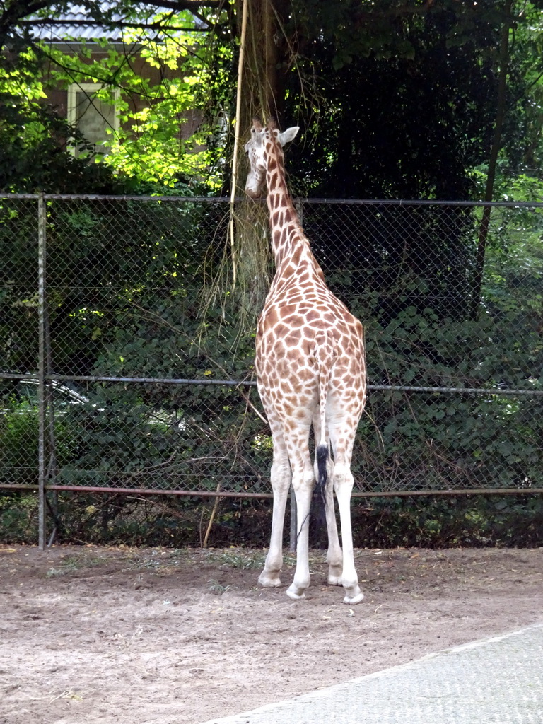 Rothschild`s Giraffe at the Ouwehands Dierenpark zoo