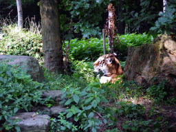 Siberian Tiger at the Ouwehands Dierenpark zoo