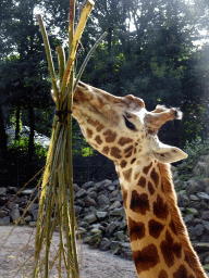 Rothschild`s Giraffe at the Ouwehands Dierenpark zoo