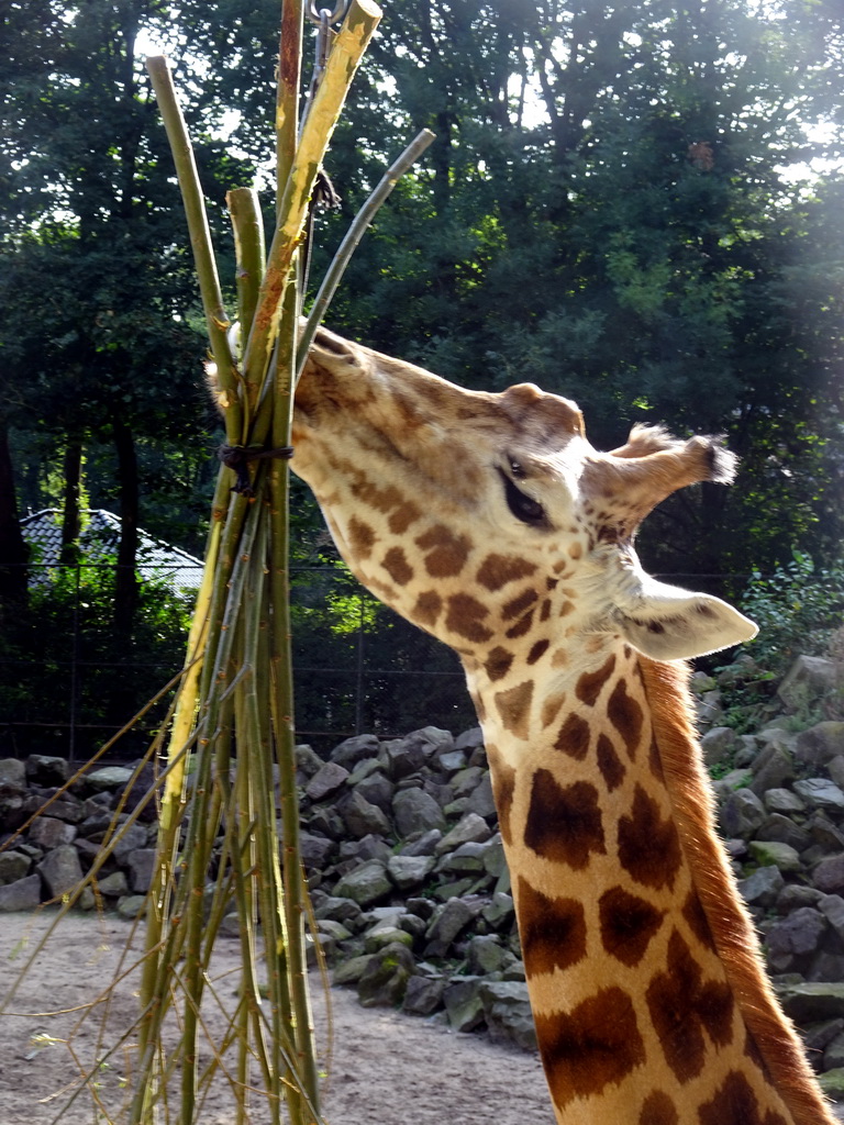 Rothschild`s Giraffe at the Ouwehands Dierenpark zoo