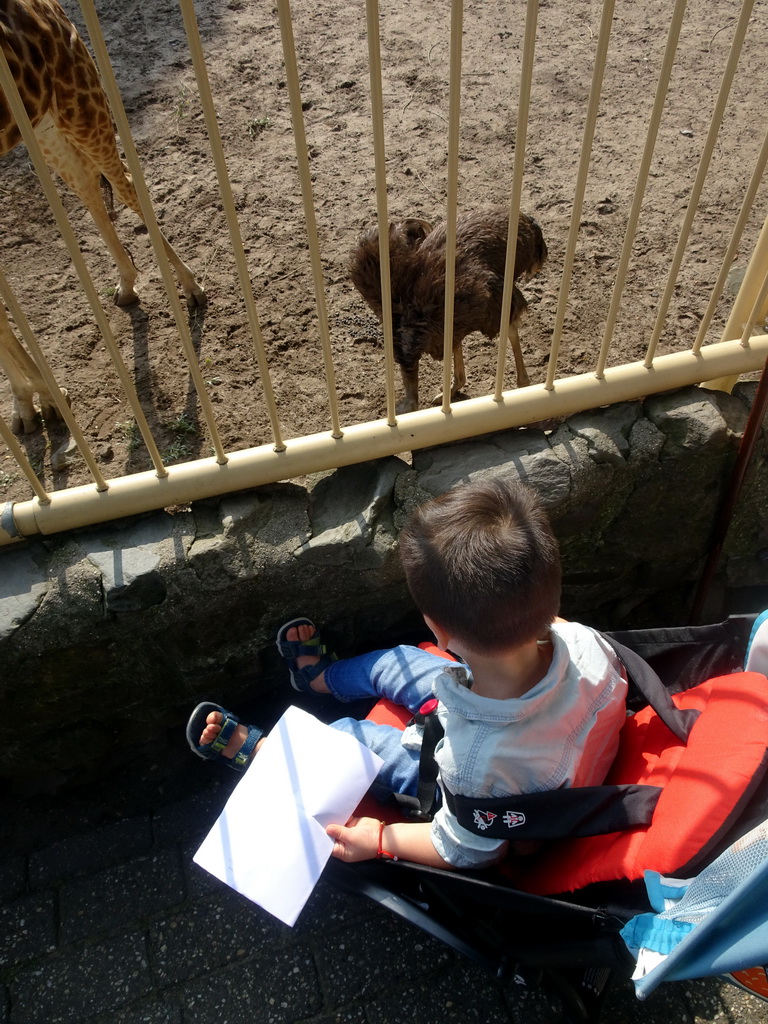 Max with an Ostrich and a Rothschild`s Giraffe at the Ouwehands Dierenpark zoo