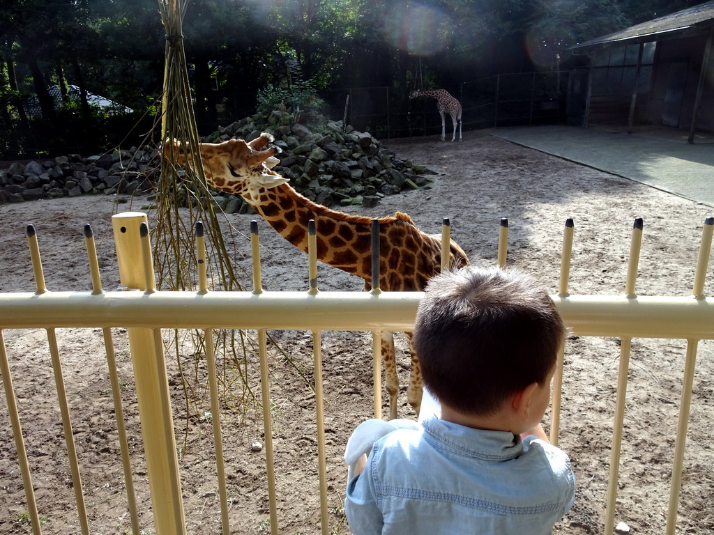 Max with Rothschild`s Giraffes at the Ouwehands Dierenpark zoo
