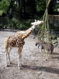 Rothschild`s Giraffe and Ostriches at the Ouwehands Dierenpark zoo