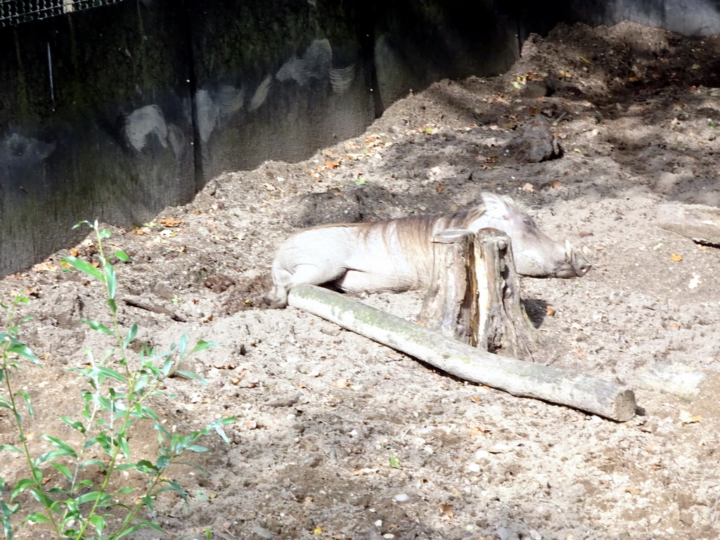 Common Warthog at the Ouwehands Dierenpark zoo