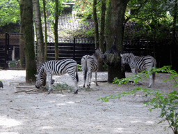 Burchell`s Zebras at the Ouwehands Dierenpark zoo