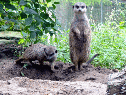 Meerkats at the Ouwehands Dierenpark zoo