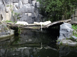 Lions at the Ouwehands Dierenpark zoo